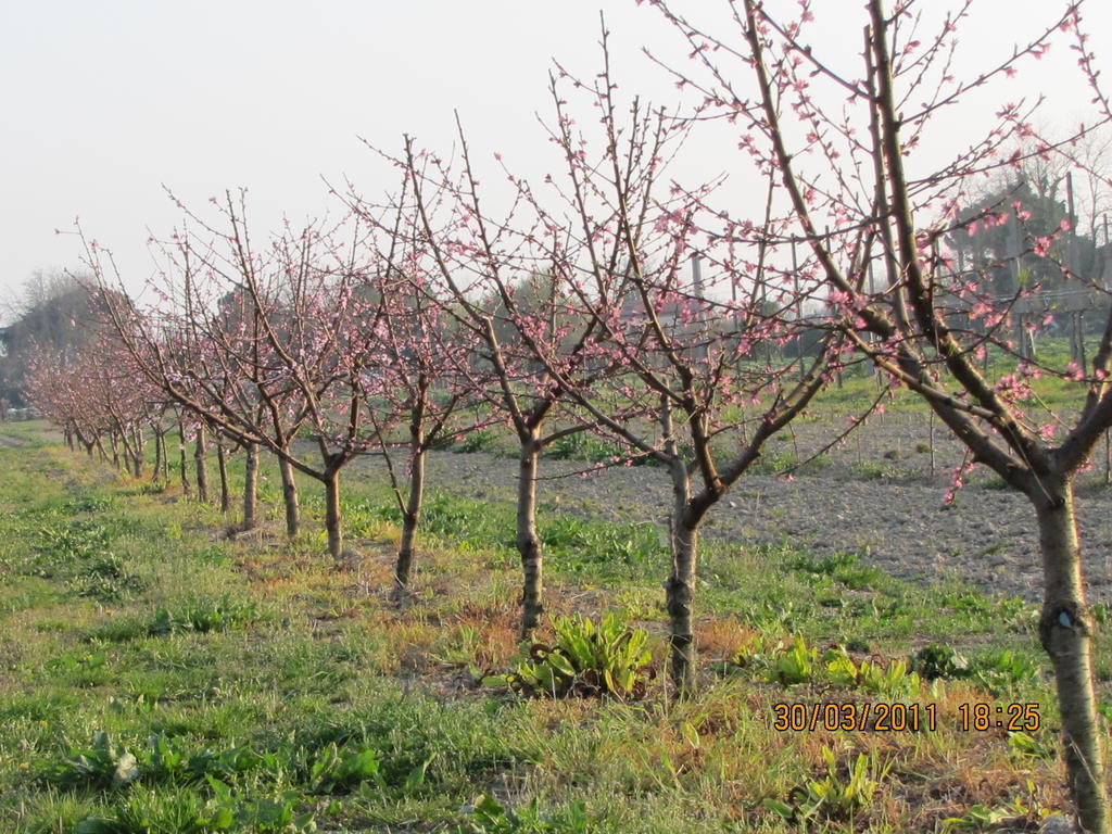 Agriturismo Ca' Baccan Cavallino-Treporti Eksteriør bilde